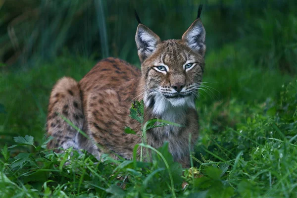Lynx Feline Predator Big Cat — Stock Photo, Image