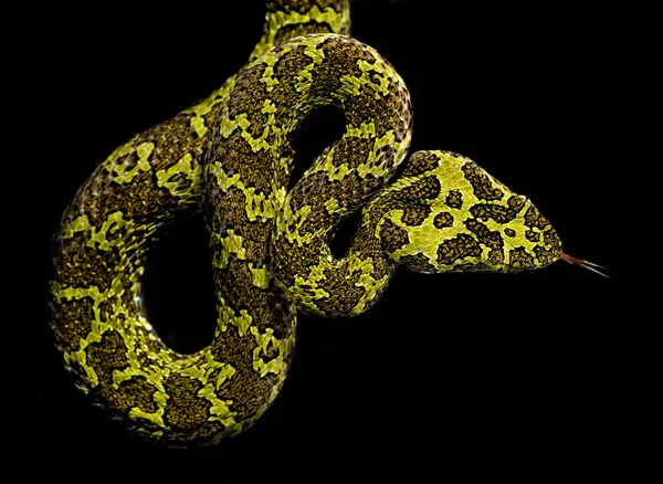 Nebezpečný Had Zmije — Stock fotografie