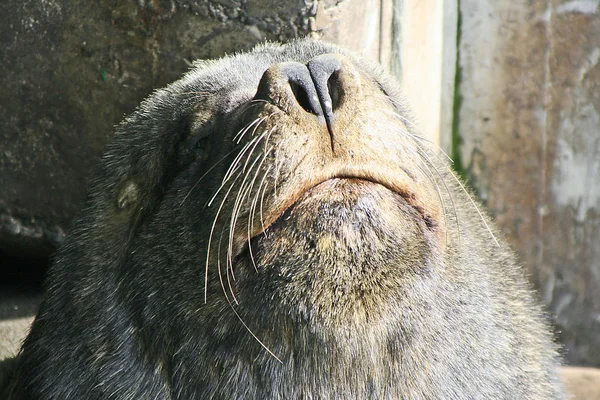 Sea Lion Sea Animal — Stock Photo, Image
