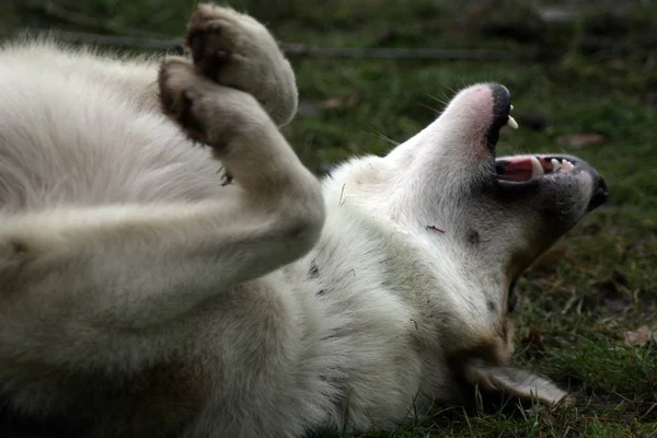 Şirin Bir Köpeğin Portresi — Stok fotoğraf