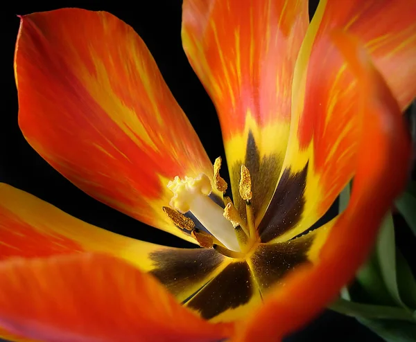 Γραφική Θέα Της Όμορφης Τουλίπας Λουλούδι — Φωτογραφία Αρχείου