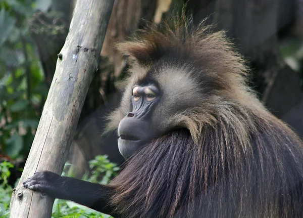 動物園での動物の閉鎖 — ストック写真