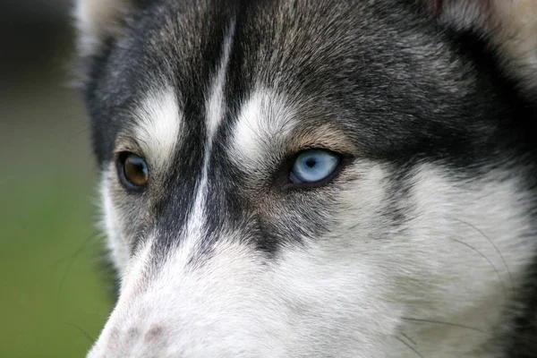 Tiro Aire Libre Perros Lindos —  Fotos de Stock