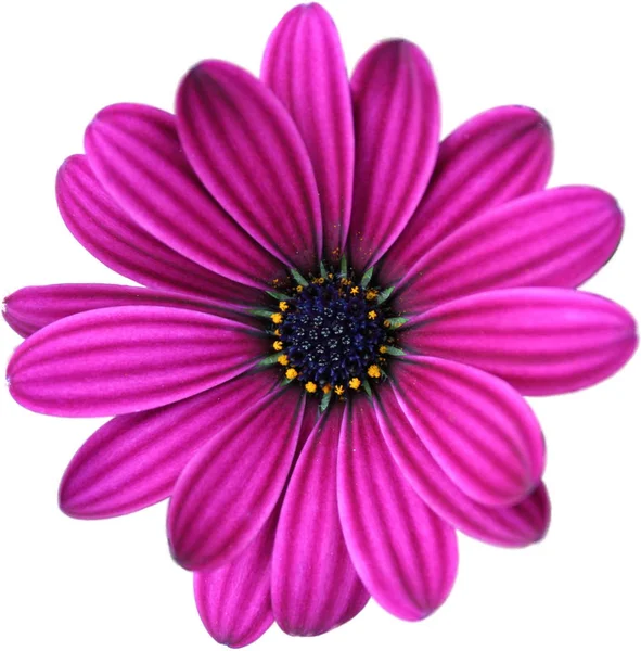 白地に孤立したピンクのデイジーの花 — ストック写真