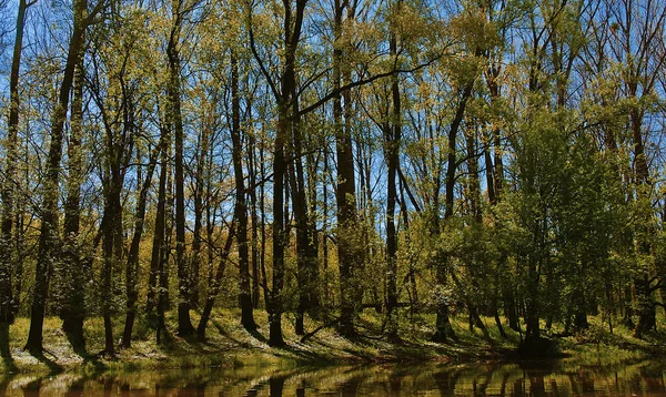 Beau Paysage Forêt — Photo