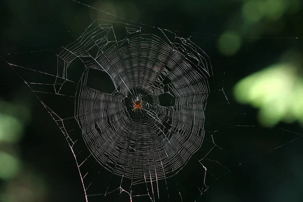 Scary Spider Insect Creature — Stock Photo, Image