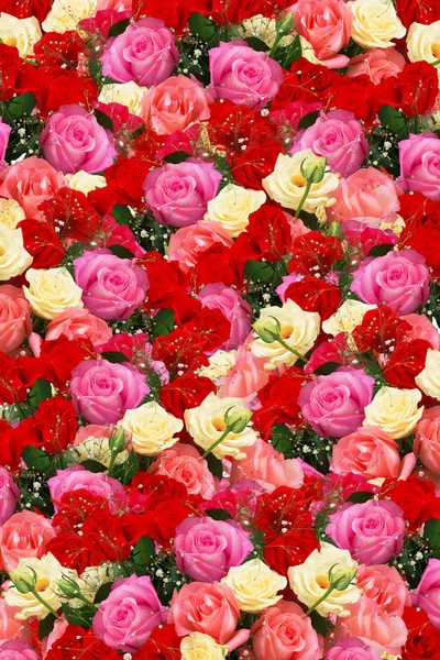 Malerischer Blick Auf Schön Blühende Rosen — Stockfoto