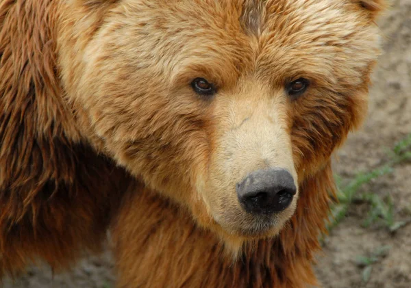 Zbliżenie Zwierząt Zoo — Zdjęcie stockowe