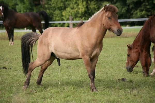 Plemeno Haflinger Horse — Stock fotografie