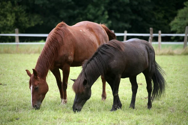 Animales Granja Enfoque Selectivo — Foto de Stock