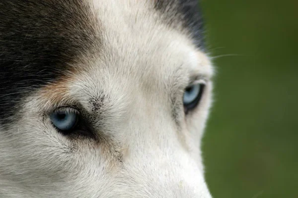 Outdoor Shot Van Schattige Honden — Stockfoto