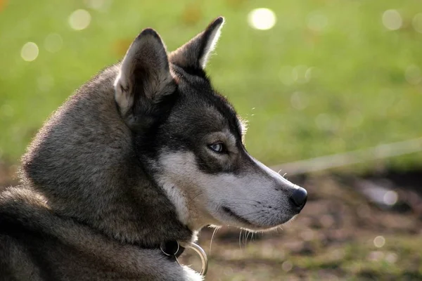 Portret Van Een Schattige Hond — Stockfoto