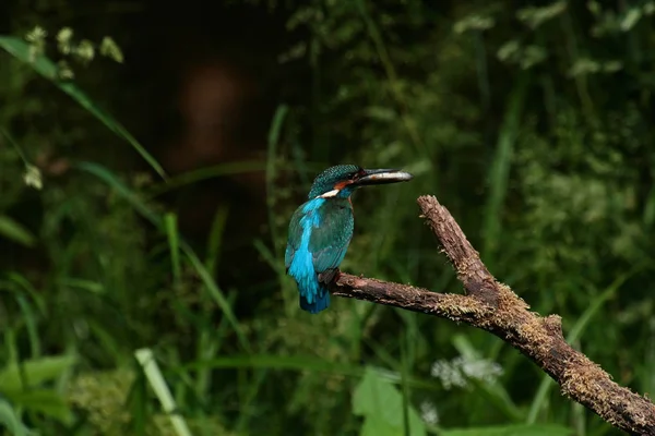 Closeup View Kingfisher Bird Wild Life — Stock Photo, Image