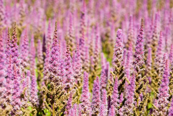 Purple Flowers Background — Stock Photo, Image