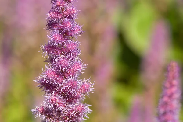 Paarse Bloemen Als Achtergrond — Stockfoto