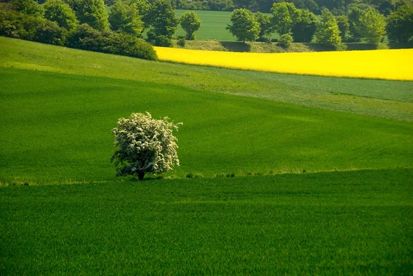 Blommande Träd Grönt Fält — Stockfoto