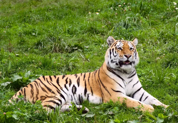 Depredador Gato Salvaje Animal Tigre Rayado — Foto de Stock