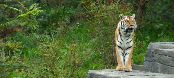 Yırtıcı Vahşi Kedi Çizgili Kaplan Hayvanı — Stok fotoğraf