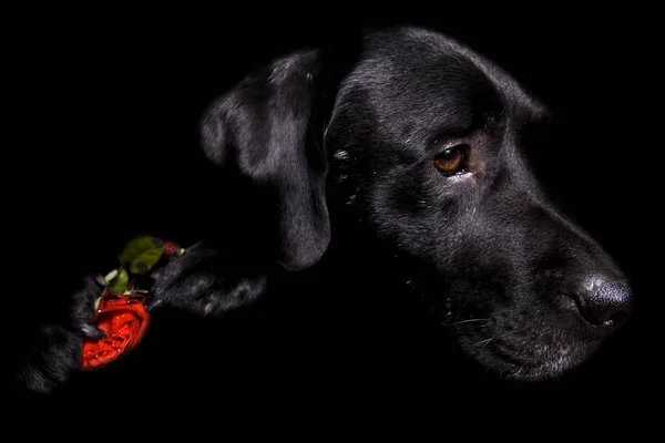 Portait Simpatico Cane Compagnia — Foto Stock