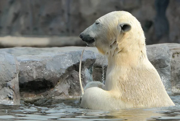 Primer Plano Los Animales Zoológico — Foto de Stock