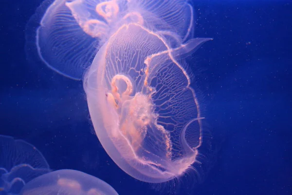 aquatic jellyfish sea underwater, sea life creature