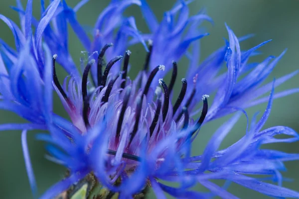 フレークの花や植物や花びら — ストック写真