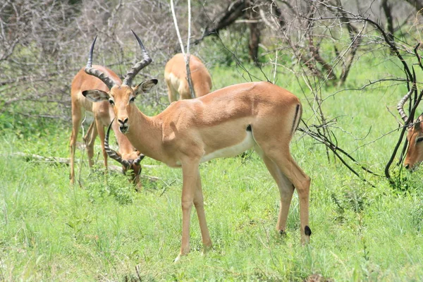 Impala Animal Foto Naturaleza Fauna Silvestre —  Fotos de Stock