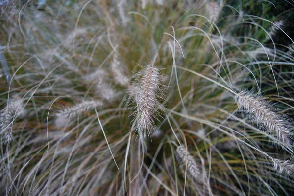 Oreilles Maïs Champ Agricole — Photo