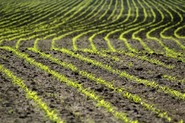 Landschappelijke Visie Landbouw Het Platteland — Stockfoto