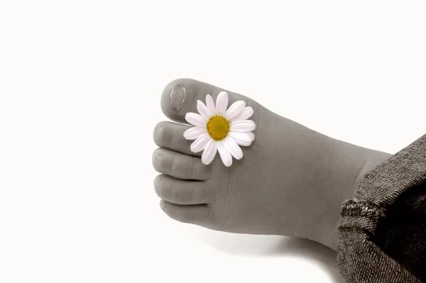 Γυναικεία Χέρια Λουλούδι Λευκό Φόντο — Φωτογραφία Αρχείου