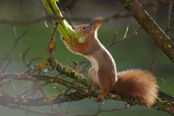 ふわふわリス動物げっ歯類 — ストック写真