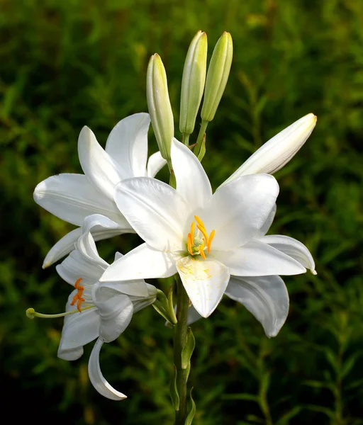 Close Uitzicht Mooie Lelie Bloem — Stockfoto