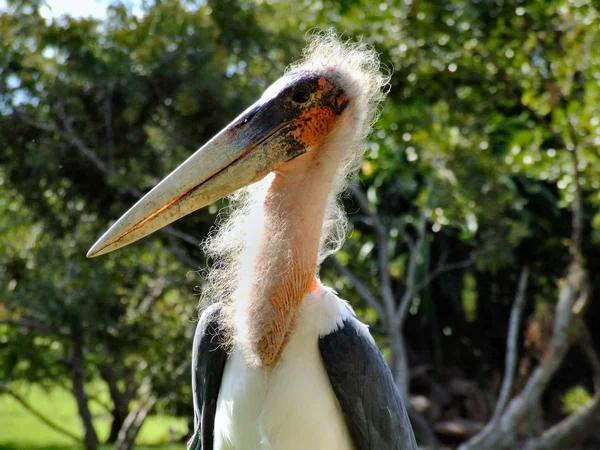 Malerischer Blick Auf Schöne Marabou Vogel — Stockfoto