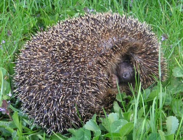 Agulhas Hedgehog Animal Spiky — Fotografia de Stock