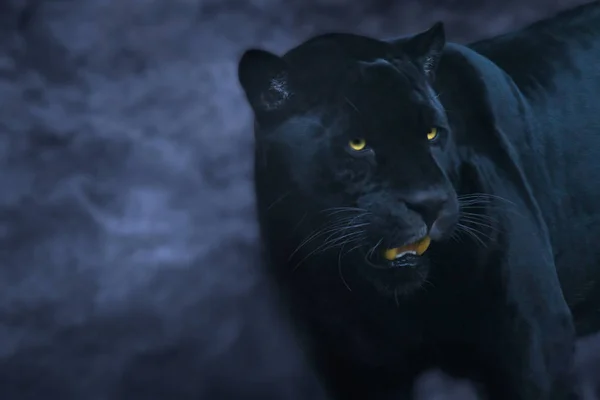 black panther animal cat