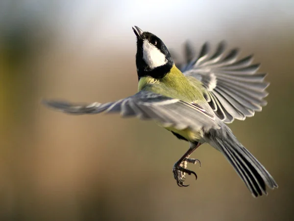 Malerische Ansicht Der Schönen Meise Vogel — Stockfoto