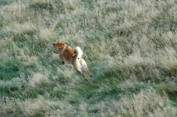 Прыжки Собакой — стоковое фото