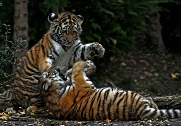 Wildlife Scene Beautiful Nature — Stock Photo, Image