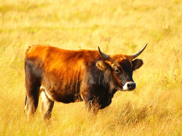 Ganado Doméstico Pastos Agrícolas — Foto de Stock