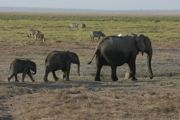 Африканское Млекопитающее Слон — стоковое фото