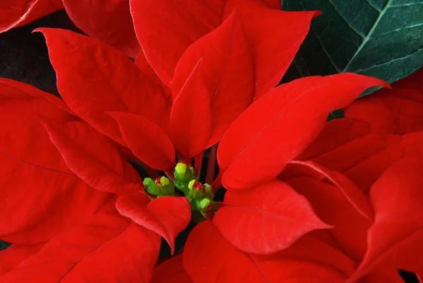 Kerst Poinsettia Plant Flora — Stockfoto