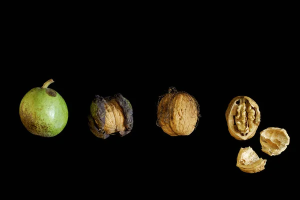 Walnuts Various Stages Maturity Photo Assembly Initially Nuts Yet Reflections - Stock-foto
