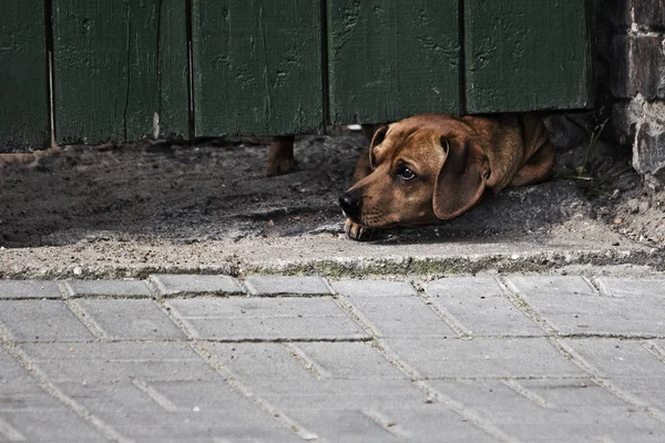 Маленький Собака Кулумі Польща — стокове фото