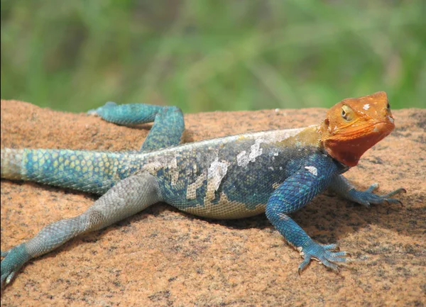 Salamander Tier Reptilien Eidechse — Stockfoto