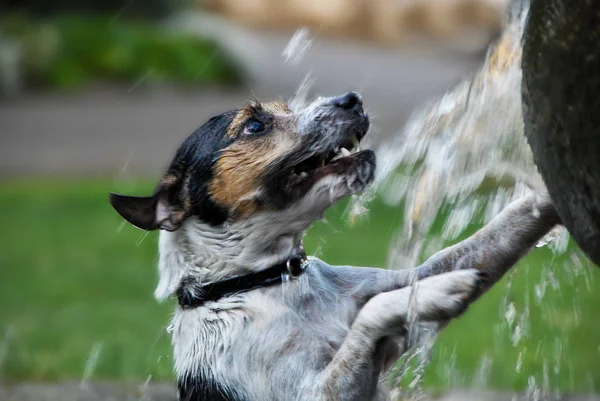 Dengan Air Bermain Terrier — Stok Foto