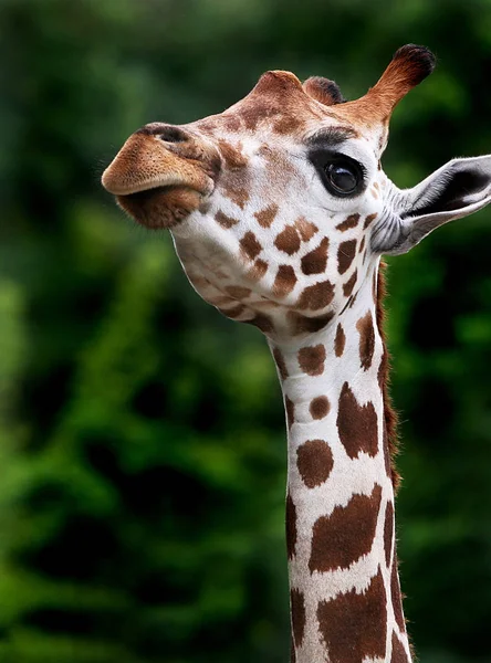 Vysoká Hnědá Žirafa Zvíře Flóra Fauna Přírodě — Stock fotografie