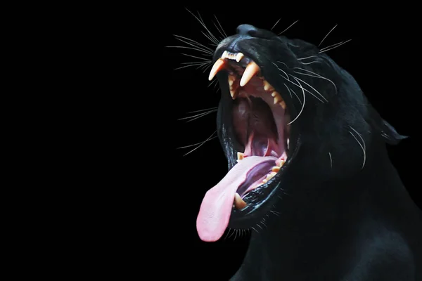 黒パンサーの動物猫 — ストック写真