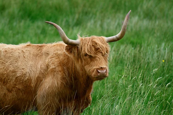 Ganado Las Tierras Altas Escocia —  Fotos de Stock