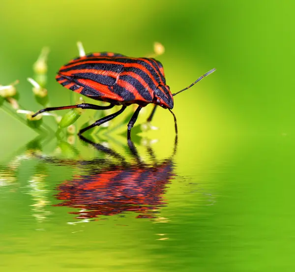 野生の自然界での虫の接近 — ストック写真