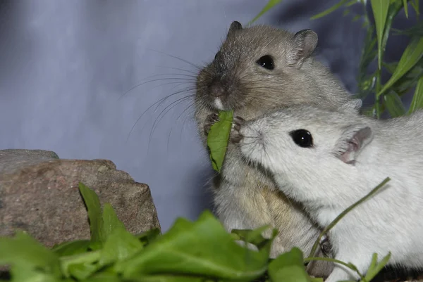 Animali Diversi Attenzione Selettiva — Foto Stock